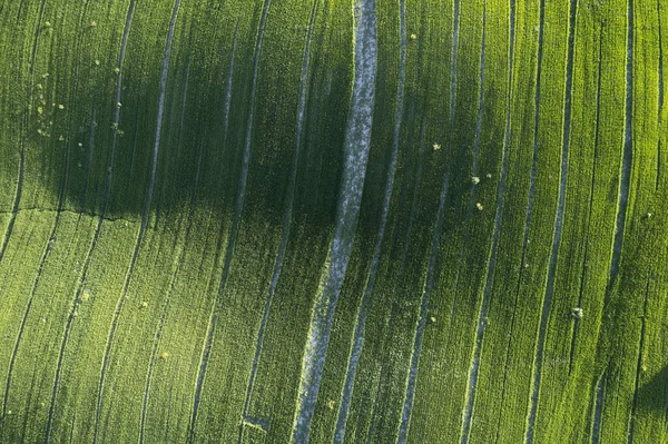 Letecká Fotografická Dokumentace Zelené Barvy Pole Jaře — Stock fotografie