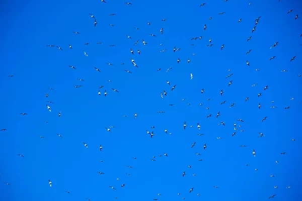 Полет Стаи Чаек Голубом Небе — стоковое фото