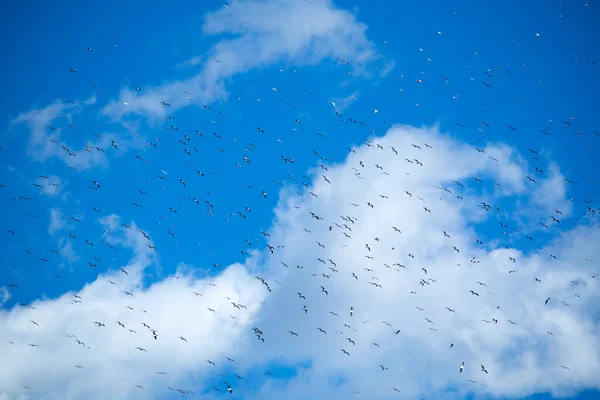 Der Flug Einer Schar Möwen Blauen Himmel — Stockfoto
