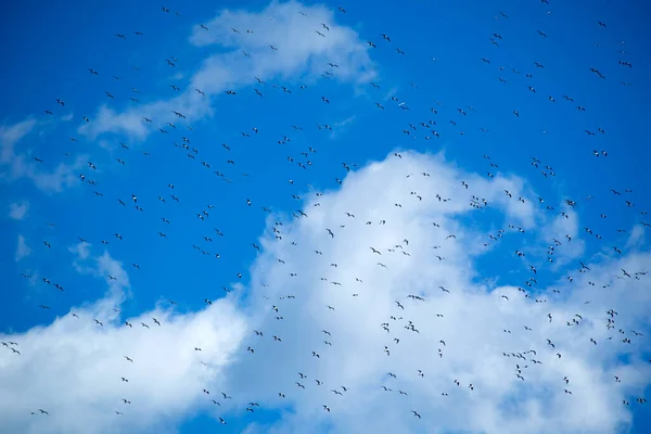 Mavi Gökyüzünde Bir Martı Sürüsünün Uçuşu — Stok fotoğraf