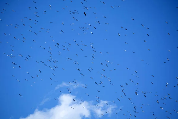 Der Flug Einer Schar Möwen Blauen Himmel — Stockfoto