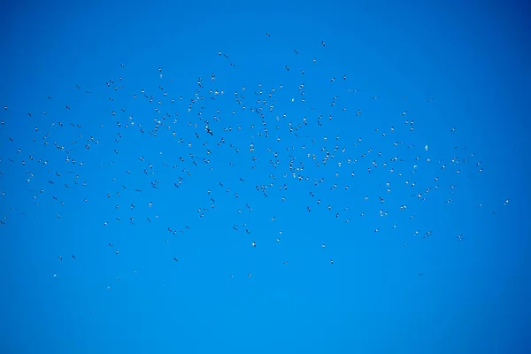 Mavi Gökyüzünde Bir Martı Sürüsünün Uçuşu — Stok fotoğraf