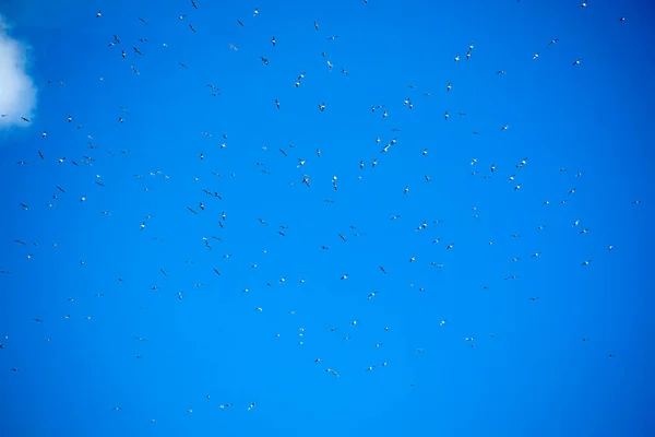 Політ Зграї Чайок Блакитному Небі — стокове фото