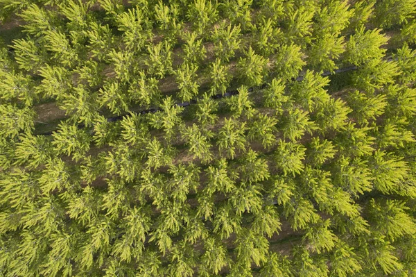 Aerial Photographic Documentation Poplar Tree Plantation Spring — Stock Photo, Image