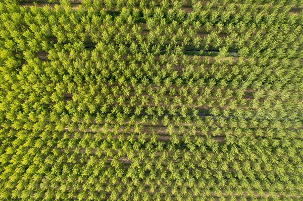 Воздушная Фотографическая Документация Плантации Тополя Весной — стоковое фото