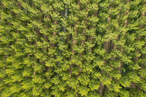 Lkbaharda Bir Kavak Ağacı Çiftliğinin Havadan Çekilmiş Fotoğrafları — Stok fotoğraf