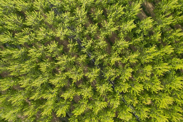 Documentație Fotografică Aeriană Unei Plantații Plop Primăvară — Fotografie, imagine de stoc