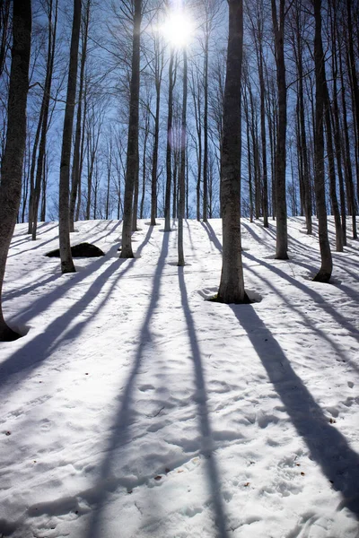 Dokumentacja Fotograficzna Białego Płaszcza Śniegu Pod Lasem Zrobionego Tle Światła — Zdjęcie stockowe
