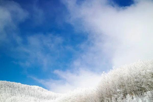 Φωτογραφική Τεκμηρίωση Δάσους Στις Απέννινες Της Τοσκάνης Καλυμμένου Χιόνι — Φωτογραφία Αρχείου