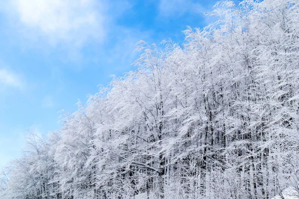 Dokumentacja Fotograficzna Lasu Apeninach Toskańskich Pokrytych Śniegiem — Zdjęcie stockowe