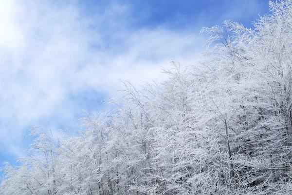 Φωτογραφική Τεκμηρίωση Δάσους Στις Απέννινες Της Τοσκάνης Καλυμμένου Χιόνι — Φωτογραφία Αρχείου