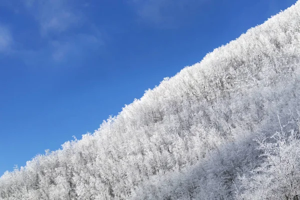 Toskana Apeninlerinde Karla Kaplı Bir Ormanın Fotoğraflı Belgeleri — Stok fotoğraf