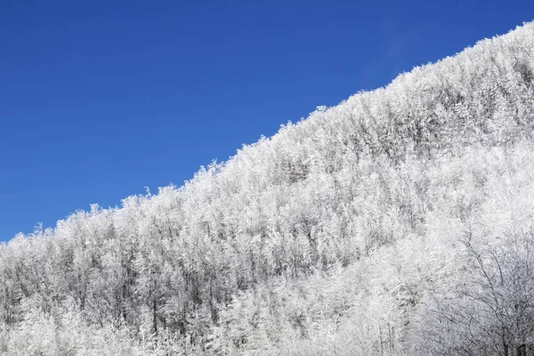 Toskana Apeninlerinde Karla Kaplı Bir Ormanın Fotoğraflı Belgeleri — Stok fotoğraf