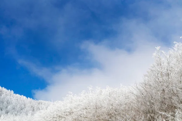 Dokumentacja Fotograficzna Lasu Apeninach Toskańskich Pokrytych Śniegiem — Zdjęcie stockowe