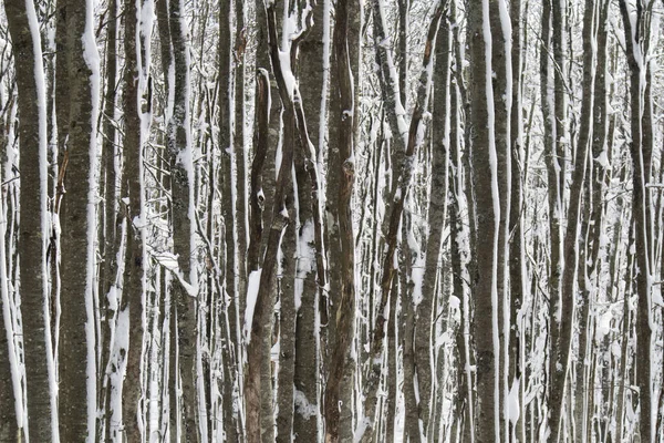 Φωτογραφική Τεκμηρίωση Δάσους Σημύδας Στις Απεννίνες Της Τοσκάνης Καλυμμένου Χιόνι — Φωτογραφία Αρχείου