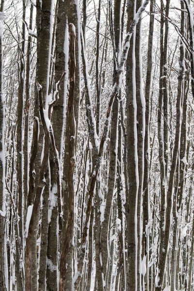 Documentação Fotográfica Uma Floresta Bétulas Nos Apeninos Toscana Coberta Neve — Fotografia de Stock