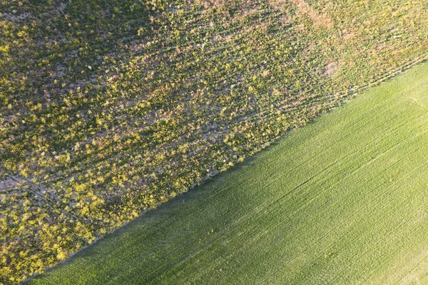 Авиационная Фотографическая Документация Цветов Сельской Местности Весной — стоковое фото