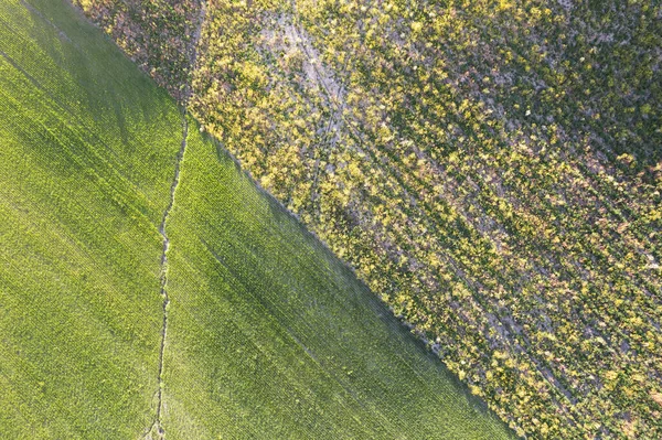 Авиационная Фотографическая Документация Цветов Сельской Местности Весной — стоковое фото