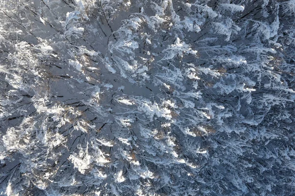Tamamen Karla Kaplı Bir Ormanın Havadan Çekilmiş Fotoğrafları — Stok fotoğraf