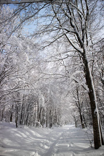 Dokumentacja Fotograficzna Ścieżki Całkowicie Pokrytym Śniegiem Lesie — Zdjęcie stockowe