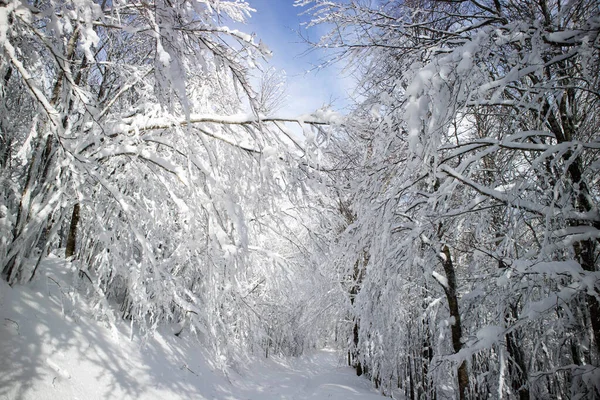 Φωτογραφική Τεκμηρίωση Μονοπατιού Πλήρως Καλυμμένο Χιόνι Δάσος — Φωτογραφία Αρχείου