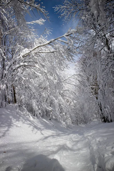 雪に覆われた森の中の道の写真資料 — ストック写真
