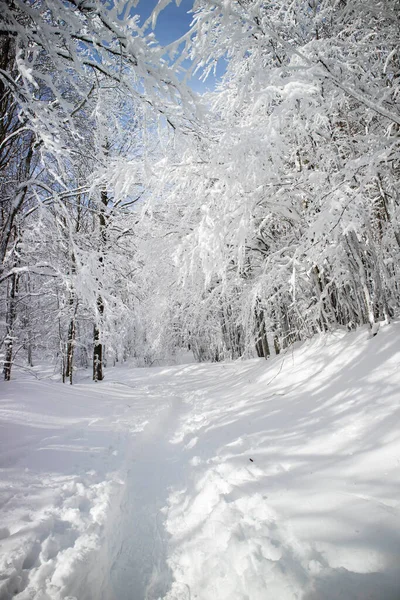 Φωτογραφική Τεκμηρίωση Μονοπατιού Πλήρως Καλυμμένο Χιόνι Δάσος — Φωτογραφία Αρχείου