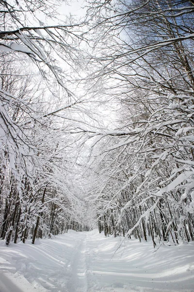Dokumentacja Fotograficzna Ścieżki Całkowicie Pokrytym Śniegiem Lesie — Zdjęcie stockowe
