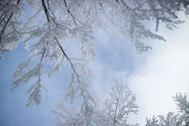 Toskana Apeninlerindeki karla kaplı bir ormanın fotoğrafları. 