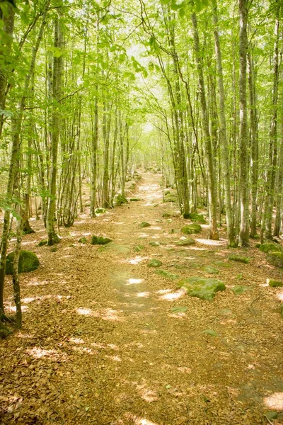 Photographic Documentation Path Beech Forest — Stock Photo, Image
