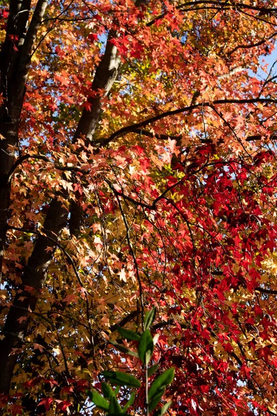 Photographic documentation of a maple forest in the autumn season