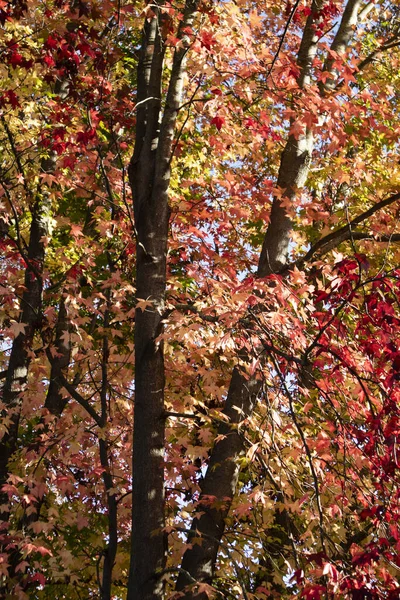 Photographic documentation of a maple forest in the autumn season