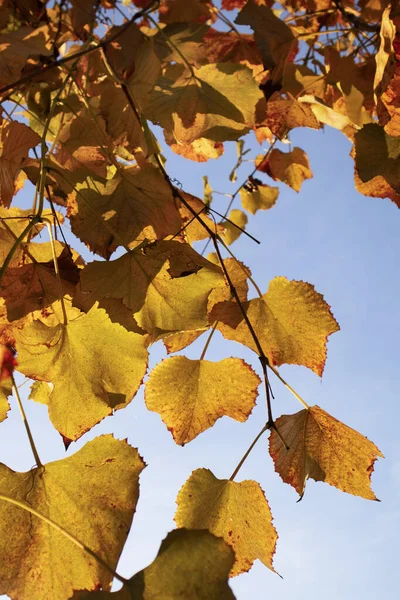 Photographic Documentation Color Leaves Vine Autumn Season — Stock Photo, Image