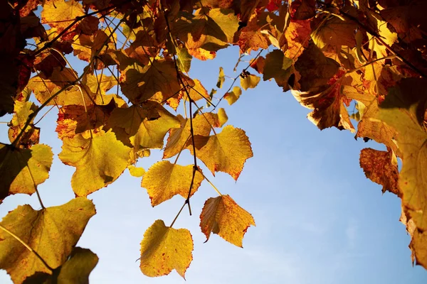 秋の季節のブドウの葉の色の写真文書 — ストック写真