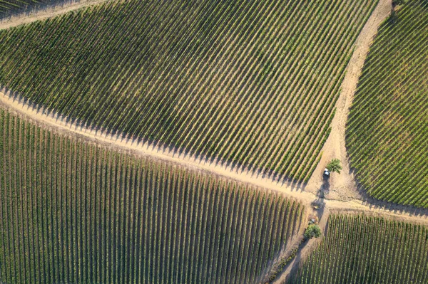 Aerial Photographic Documentation Vineyard Tuscany Area Italy — Stock Photo, Image