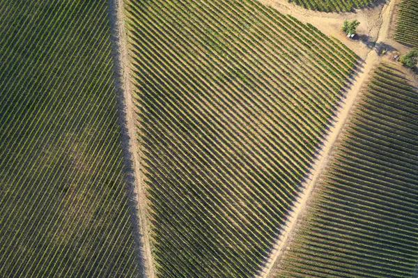 Aerial photographic documentation of a vineyard in the Tuscany area of Italy