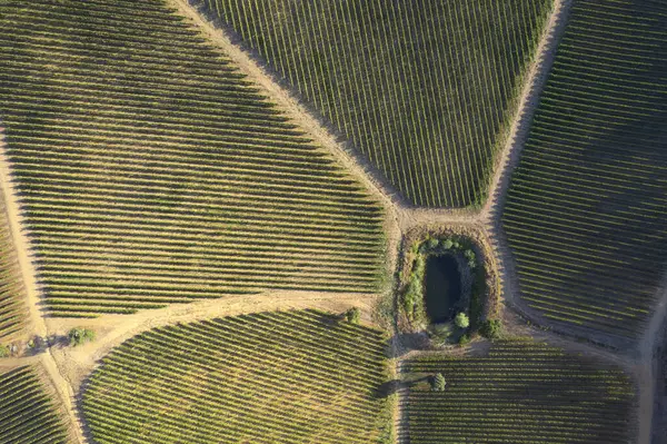 Aerial Photographic Documentation Vineyard Tuscany Area Italy — Stock Photo, Image