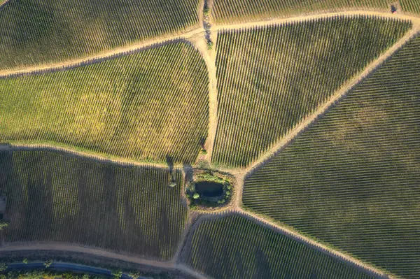 Aerial Photographic Documentation Vineyard Tuscany Area Italy — Stock Photo, Image