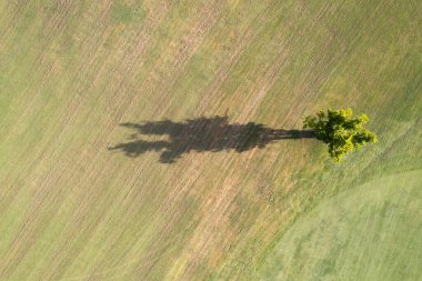Yukarıdan alınan bir ağacın gölgesinin fotoğraflı belgesi 