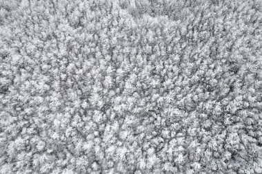 Güneşsiz bir günde karla kaplı bir ormanın hava fotoğrafları. 