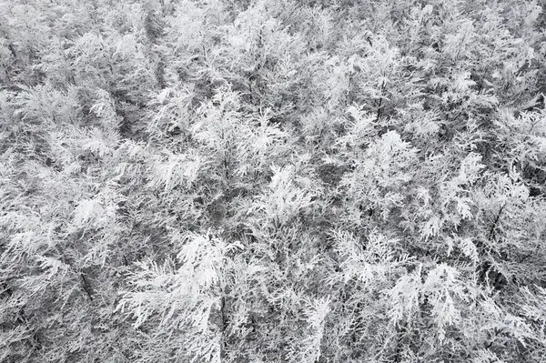 Aerial photographic documentation of a snow-covered forest on a sunless day
