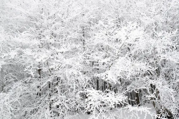 Luftaufnahmen Eines Schneebedeckten Waldes Einem Sonnenlosen Tag — Stockfoto