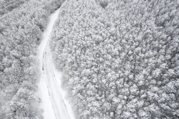 Aerial photographic documentation of a snow-covered forest on a sunless day