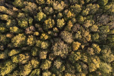 Sonbaharda bir ormanın renklerini gösteren hava fotoğrafları. 