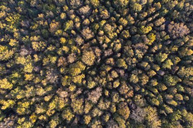 Sonbaharda bir ormanın renklerini gösteren hava fotoğrafları. 
