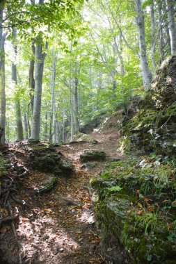 İlkbaharda ormandan geçen bir patikanın fotoğraflı belgeleri. 
