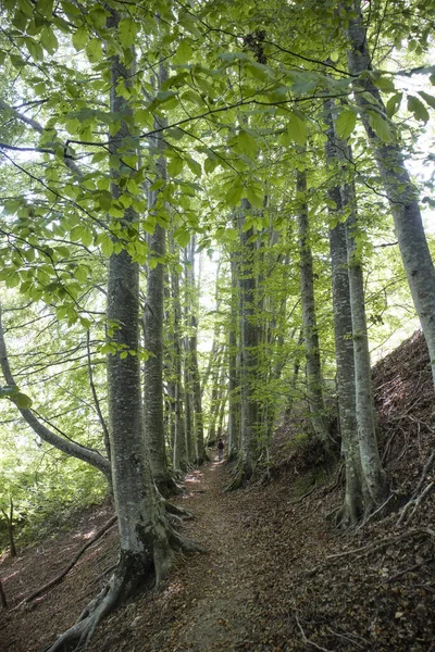 春に森を横断する道の伸びの写真文書 ストック写真