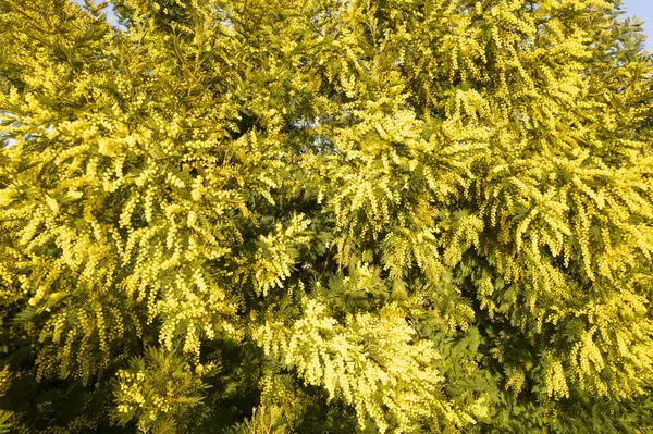 Documentação Fotográfica Uma Árvore Mimosa Florescendo Estação Primavera Fotografias De Stock Royalty-Free