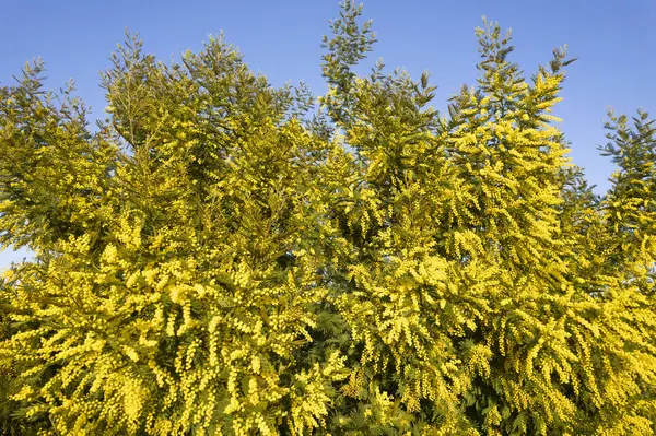 Documentação Fotográfica Uma Árvore Mimosa Florescendo Estação Primavera Fotos De Bancos De Imagens Sem Royalties