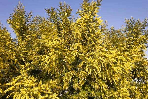 Documentação Fotográfica Uma Árvore Mimosa Florescendo Estação Primavera Fotografias De Stock Royalty-Free